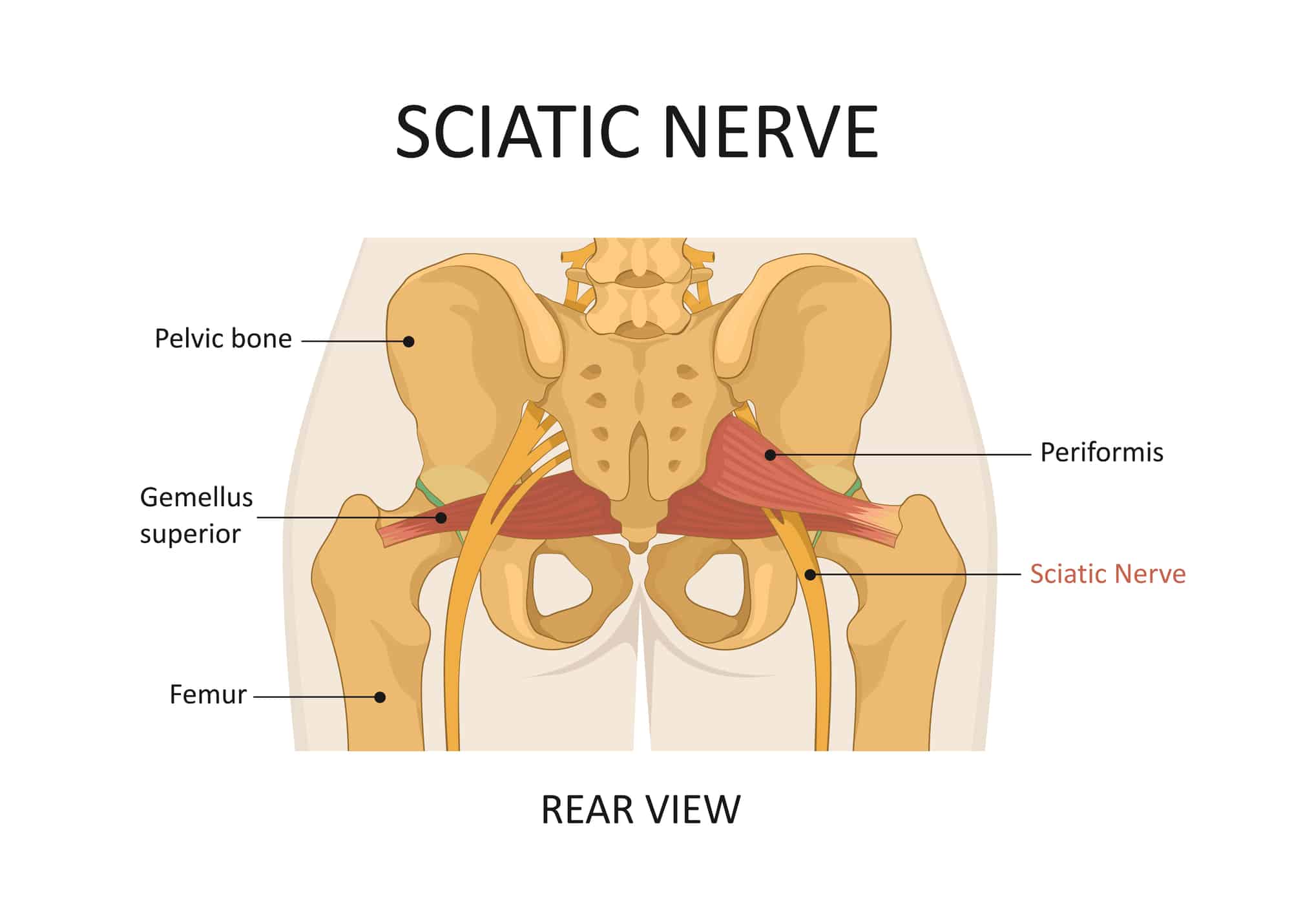 Sciatic nerve. The main causes of sciatica.